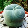 Lophophora_diffusa_1